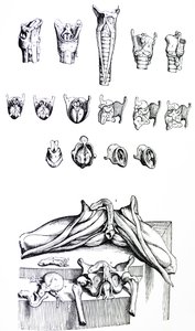 A tányérok a De Humani Corporis Fabrica második könyvéből alkotó: Andreas Vesalius