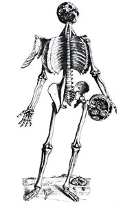 A tányérok a De Humani Corporis Fabrica hetedik könyvéből alkotó: Andreas Vesalius