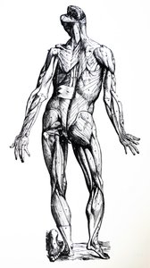 A tányérok a De Humani Corporis Fabrica hetedik könyvéből alkotó: Andreas Vesalius