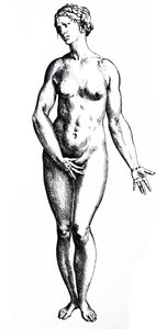 A tányérok a De Humani Corporis Fabrica hetedik könyvéből alkotó: Andreas Vesalius
