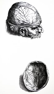 A De Humani Corporis Fabrica hetedik könyvének táblái alkotó: Andreas Vesalius