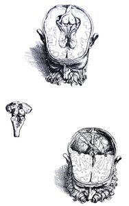 A tányérok a De Humani Corporis Fabrica hetedik könyvéből alkotó: Andreas Vesalius