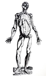 A tányérok a De Humani Corporis Fabrica hetedik könyvéből alkotó: Andreas Vesalius