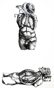 A lemezek a De Humani Corporis Fabrica hatodik könyvéből alkotó: Andreas Vesalius
