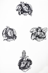 A lemezek a De Humani Corporis Fabrica hatodik könyvéből alkotó: Andreas Vesalius