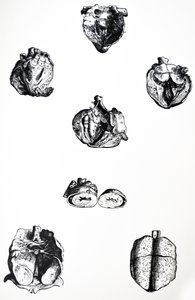 A lemezek a De Humani Corporis Fabrica hatodik könyvéből alkotó: Andreas Vesalius