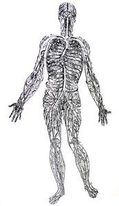 A lemezek a De Humani Corporis Fabrica harmadik könyvéből alkotó: Andreas Vesalius
