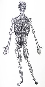 A De Humani Corporis Fabrica harmadik könyvének táblái alkotó: Andreas Vesalius