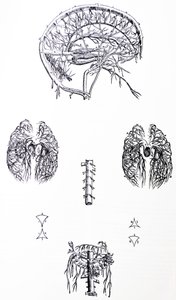 A lemezek a De Humani Corporis Fabrica harmadik könyvéből alkotó: Andreas Vesalius