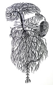 A lemezek a De Humani Corporis Fabrica harmadik könyvéből alkotó: Andreas Vesalius