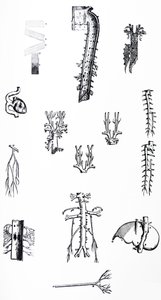 A lemezek a De Humani Corporis Fabrica harmadik könyvéből alkotó: Andreas Vesalius