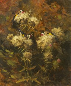 Aranypintyek etetése