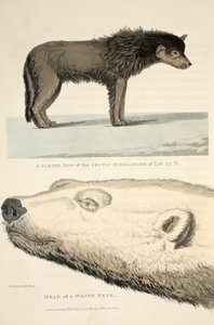 A sarkvidéki felföldiek szánhúzó kutyája és egy fehér medve feje, illusztráció az "A Voyage of discovery..."-ból, 1819. alkotó: Andrew Motz Skene