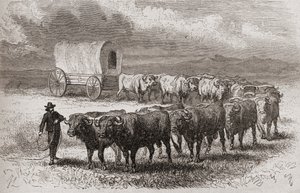 Ökröket hajtani Amerika nagy síkságain 1867-ben, illusztráció a „The World in the Hands” című könyvből, 1878-ban