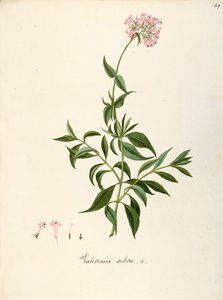 Valerianaceae, Red Valerian (Centranthus ruber), lágyszárú évelő növény virágágyásokba vagy sziklás kertekbe, spontán Olaszországban, Angela Rossi Bottione és munkatársai, akvarell alkotó: Angela Rossi Bottione