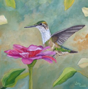 Élénk színű kolibri zinnia