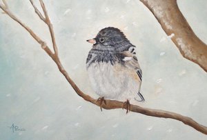 Téli junco madár