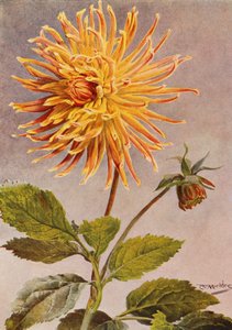 Cactus Dahlia Mrs H L Brousson, Színes, barna, skarlátvörös bíborral (színes litográfia).