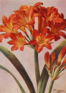 Clivia Miniata, régen Imantophyllum Miniatum néven ismert (színes litográfia)