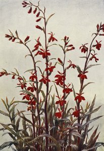 Lobelia Cardinals (színes litográfia)