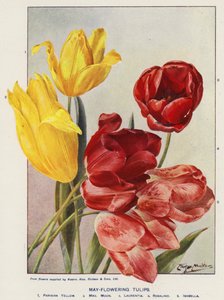 Május-virágzó tulipánok (színes litográfia)