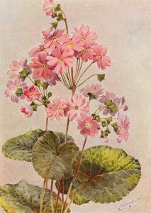 Primula Obconica (színes litográfia)