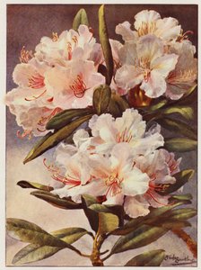 Rhododendron Rosa Mundi (színes litográfia)