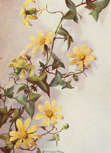 A sárga köpenyborostyán, Senecio Macroglossus (színes litográfia)