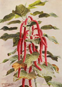 A gyönyörű vörösfarkú Acalypha Hispida, Sanderiana (színes litográfia)