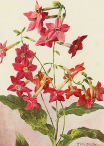 A gyönyörű Nicotiana Sanderae dohánynövény (színes litográfia)