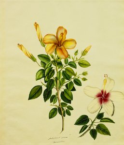 Studies of Hibisci, an Aloe és mások, 1840 körül