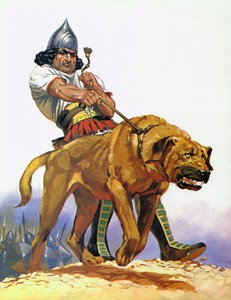 Asszír harci kutya (színes litográfia)