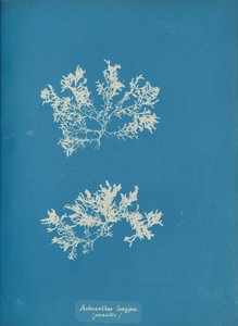 Achnanthes longipes. parazita., kb. 1853. alkotó: Anna Atkins