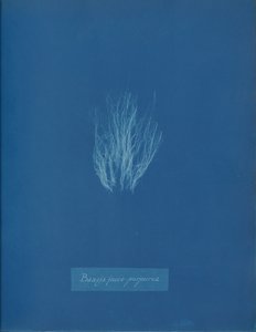 Bangia fusco-purpurea, kb. 1853. alkotó: Anna Atkins