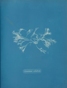 Csilós kerámia, kb. 1853 alkotó: Anna Atkins