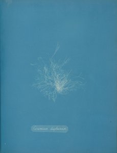 Átlátszó kerámia, kb. 1853 alkotó: Anna Atkins
