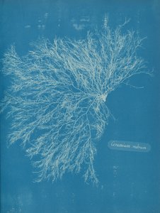 Piros kerámia, kb. 1853