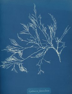 Cystoseira fæniculacea, kb. 1853.