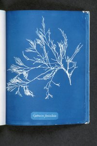 Cystoseira foeniculacea, a "Photographs of British Algae: Cyanotype Impressions" című kiadványból, 1843–53. alkotó: Anna Atkins