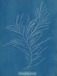 Desmarestia aculeata, kb. 1853. alkotó: Anna Atkins