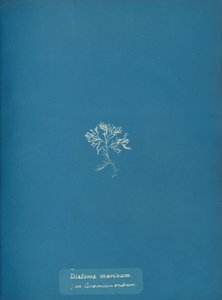 Tengeri kovamoszat a Ceramium rubrumon, kb. 1853 alkotó: Anna Atkins