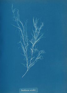 Dichloria viridis, kb. 1853. alkotó: Anna Atkins