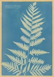 Dicksonia arborescens, Jamaica alkotó: Anna Atkins
