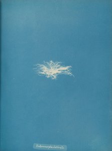 Enteromorpha clathrata, kb. 1853. alkotó: Anna Atkins