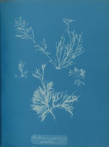 Exillaria crystallinum parazita, kb. 1853. alkotó: Anna Atkins