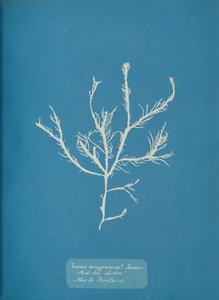Fucus aeruginosus Turner. Val vel. Lisszabon-tenger Új Nagy-Britanniában, kb. 1853. alkotó: Anna Atkins