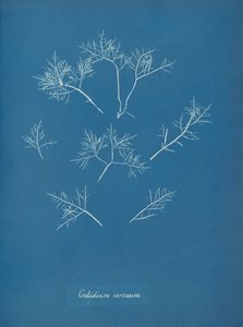 Szaruhártya fagy, kb. 1853 alkotó: Anna Atkins