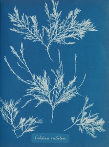 Gellius rostratum, kb. 1853 alkotó: Anna Atkins