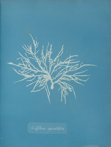 Griffithsia equisetifolia, kb. 1853. alkotó: Anna Atkins