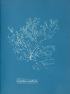 Griffithsia multifida, kb. 1853. alkotó: Anna Atkins